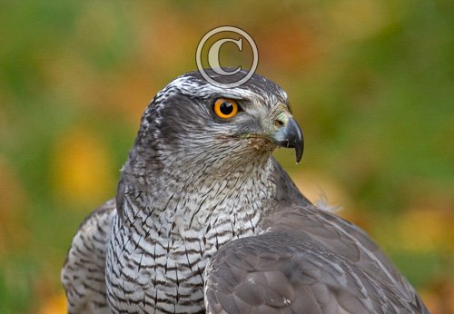 Goshawk 2